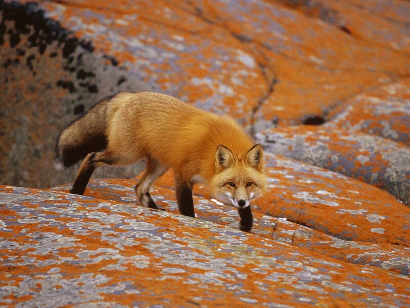 Red fox on rocky terrain