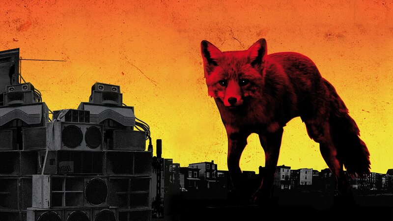 Red Fox on Rooftop