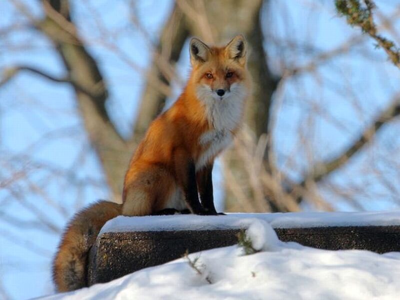 Red Fox on Snow
