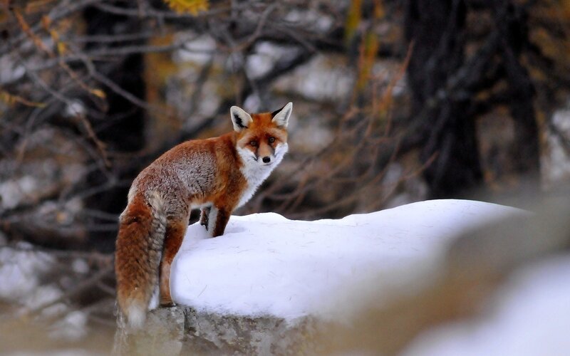 Red Fox on Snow — White