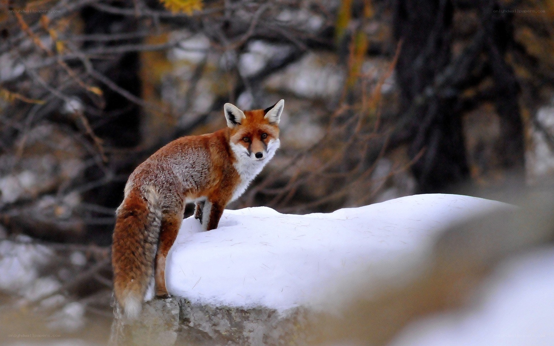 Red fox on snowy rock