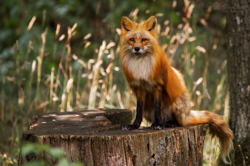 Red Fox on Stump