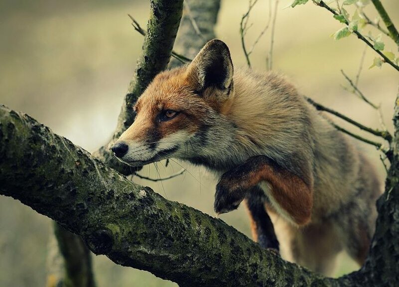 Red Fox on Tree Branch