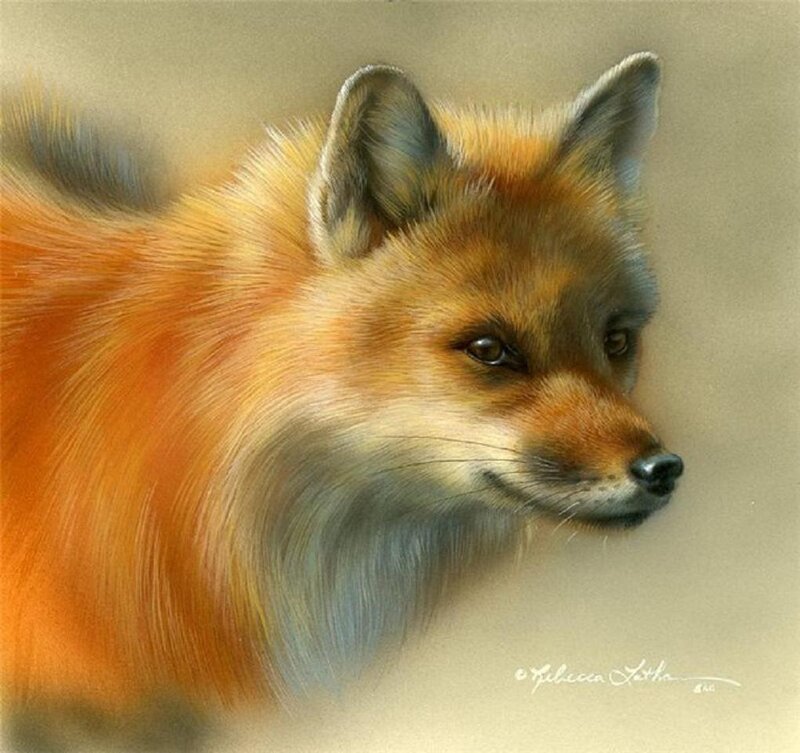 Red Fox Portrait — Orange