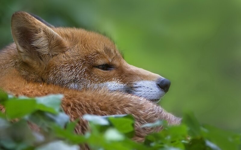 Red Fox Resting — Brown, Calm, Photograph, Leaves, Green Background