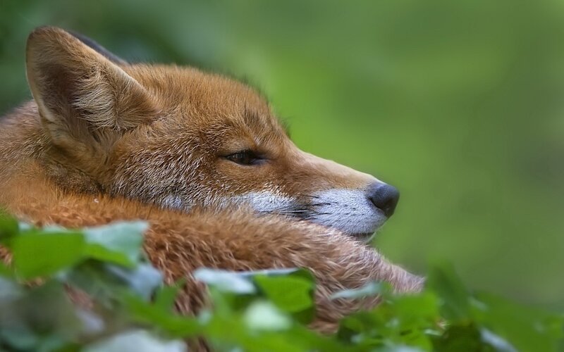 Red Fox Resting — Brown, Calm, Photograph, Leaves