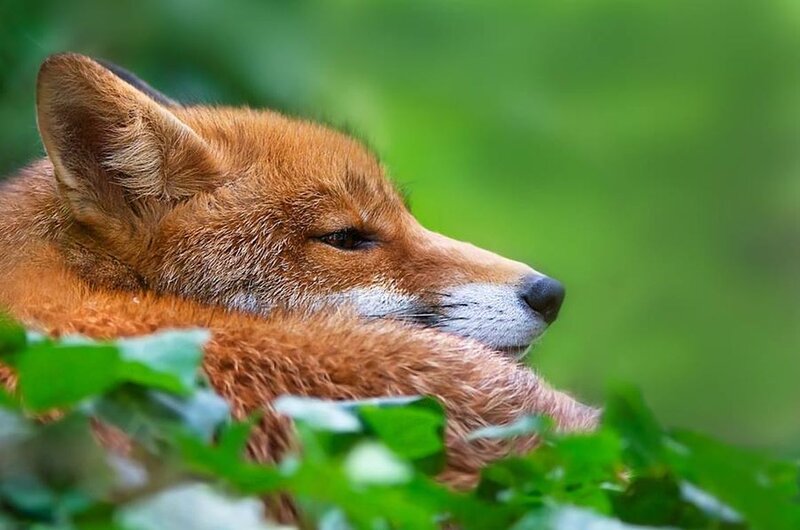 Red Fox Resting — Brown, Calm, Photograph
