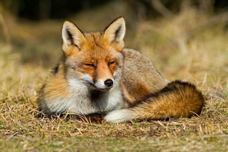 Red Fox Resting — Brown, Calm