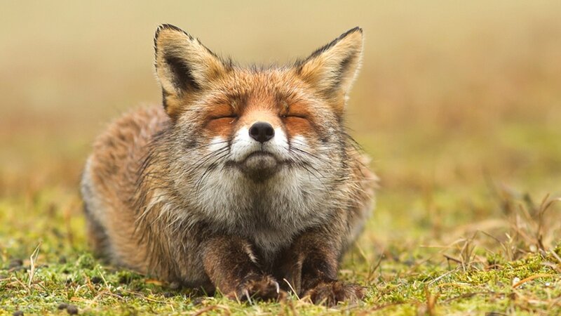 Red Fox Resting — Brown, Peaceful, Afternoon, Photograph
