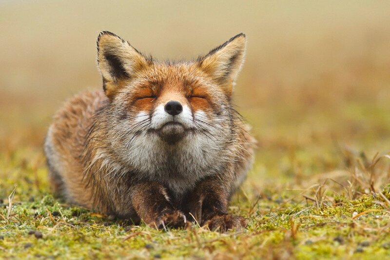 Red Fox Resting — Brown, Peaceful, Autumn