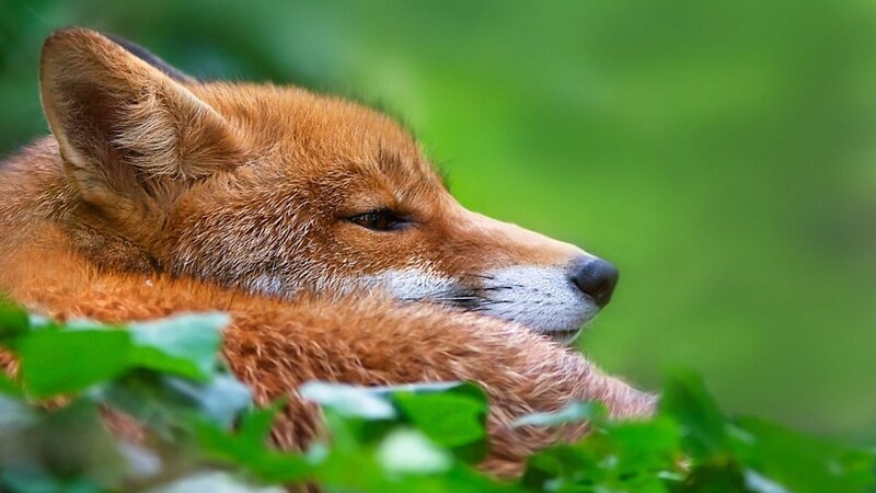 Red fox resting in foliage