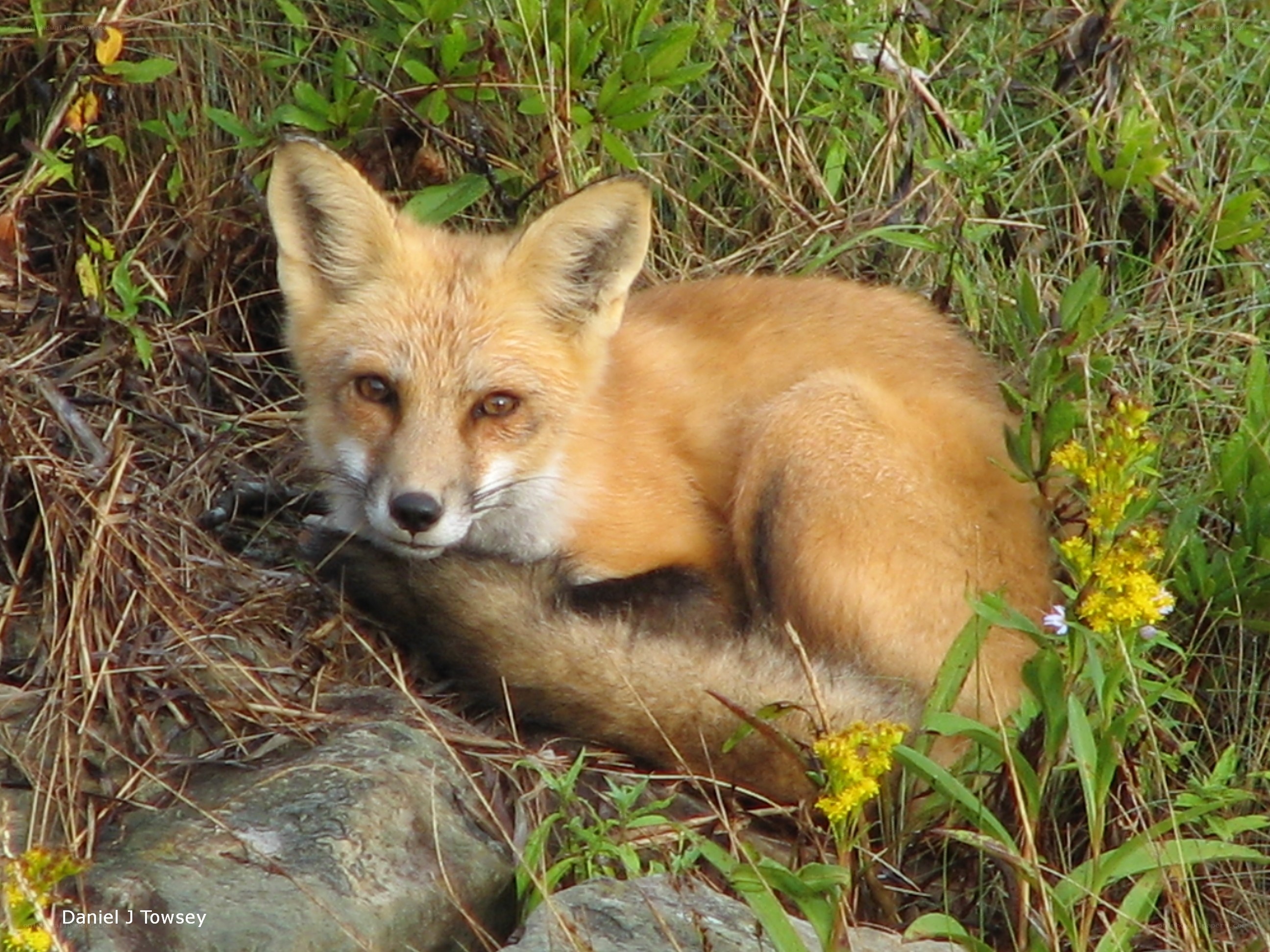 Red fox resting in grass