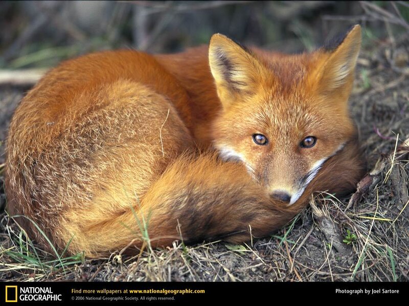 Red fox resting in grass