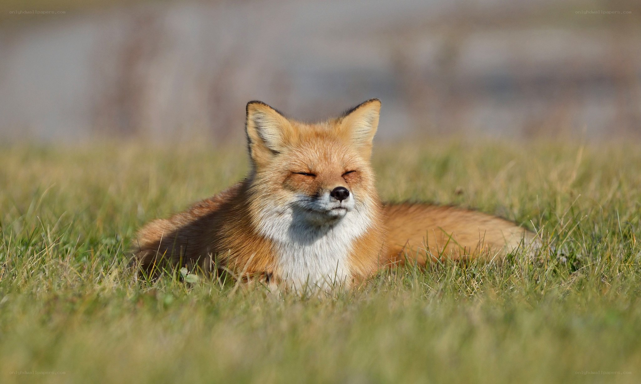 Red fox resting in grass