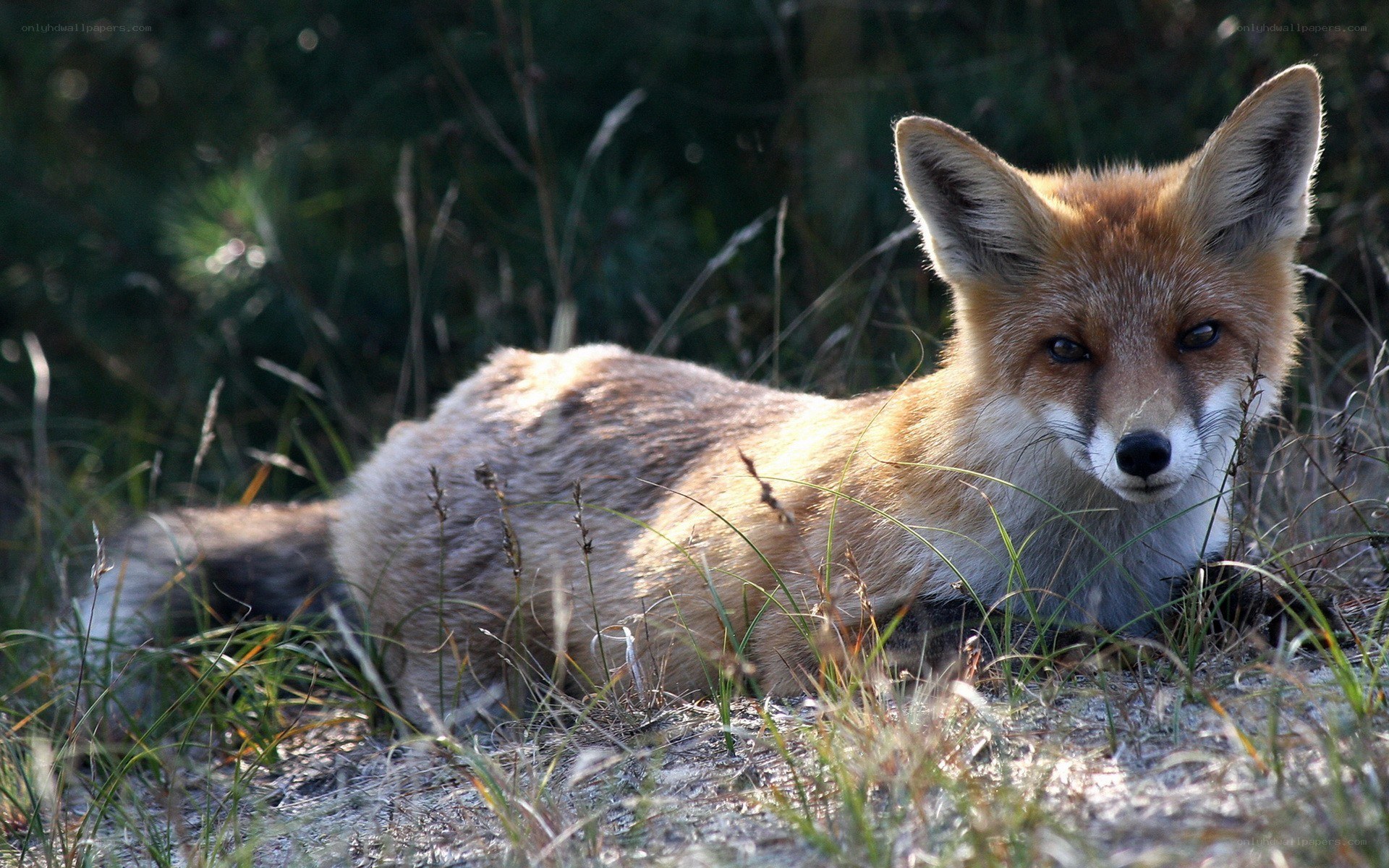 Red fox resting in grass