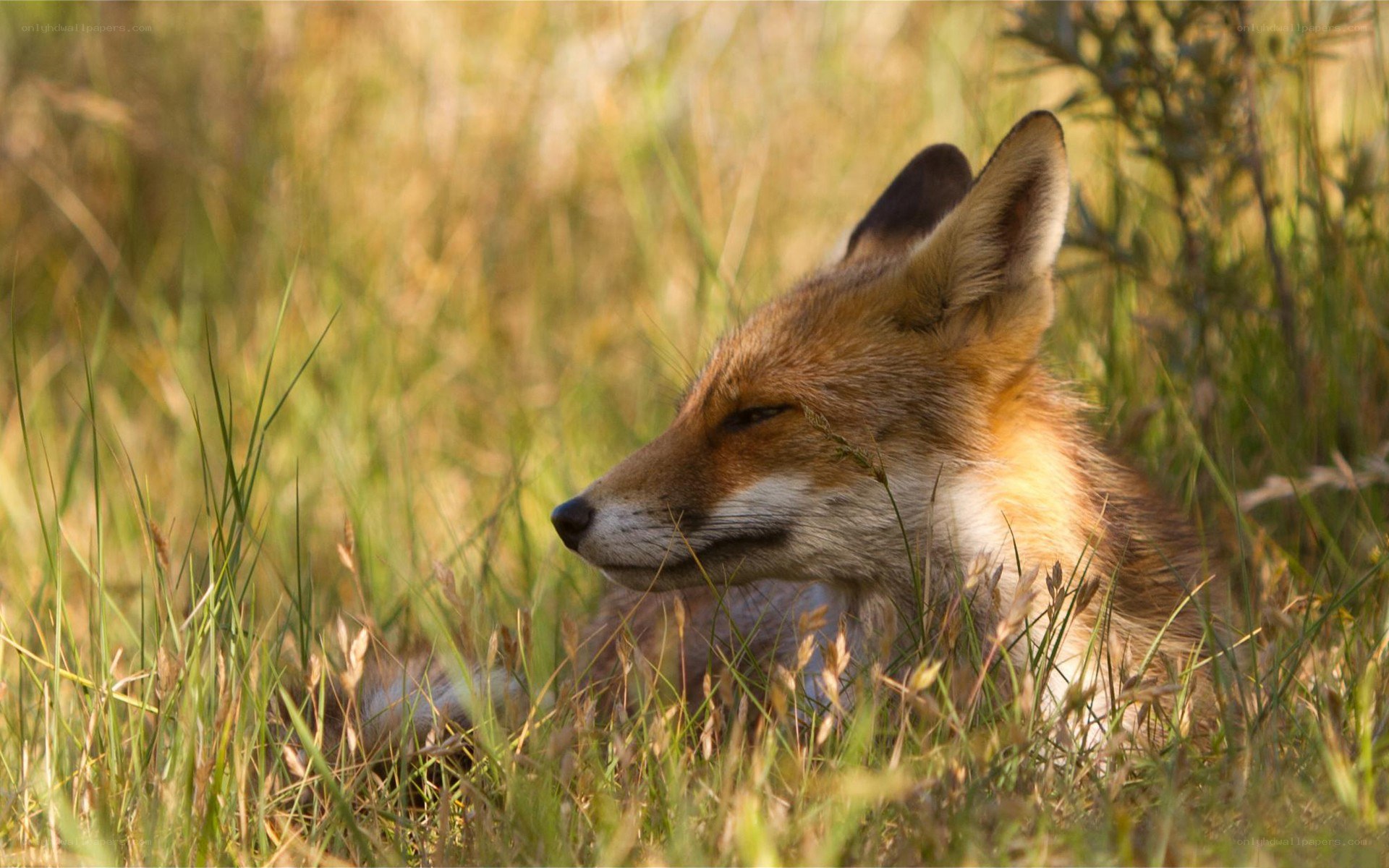 Red fox resting in grass