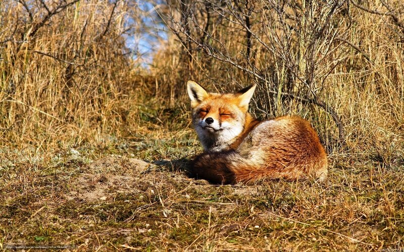 Red fox resting in grass