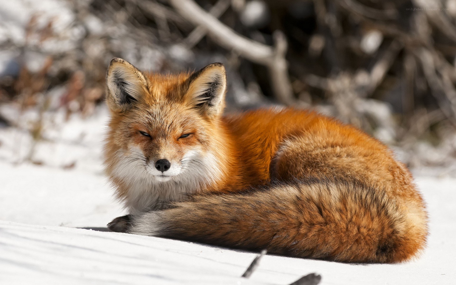 Red fox resting in snow