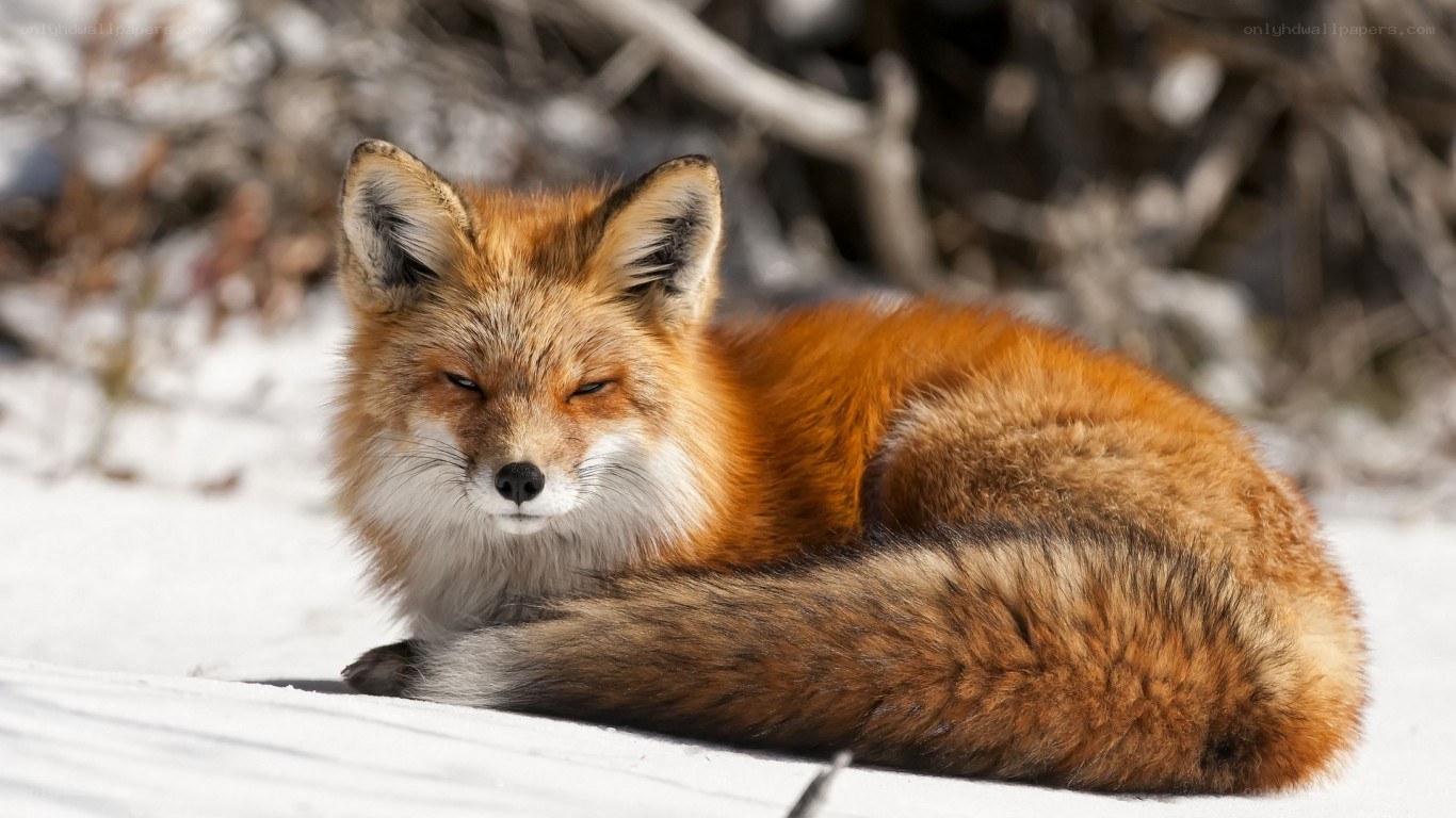 Red fox resting in snow