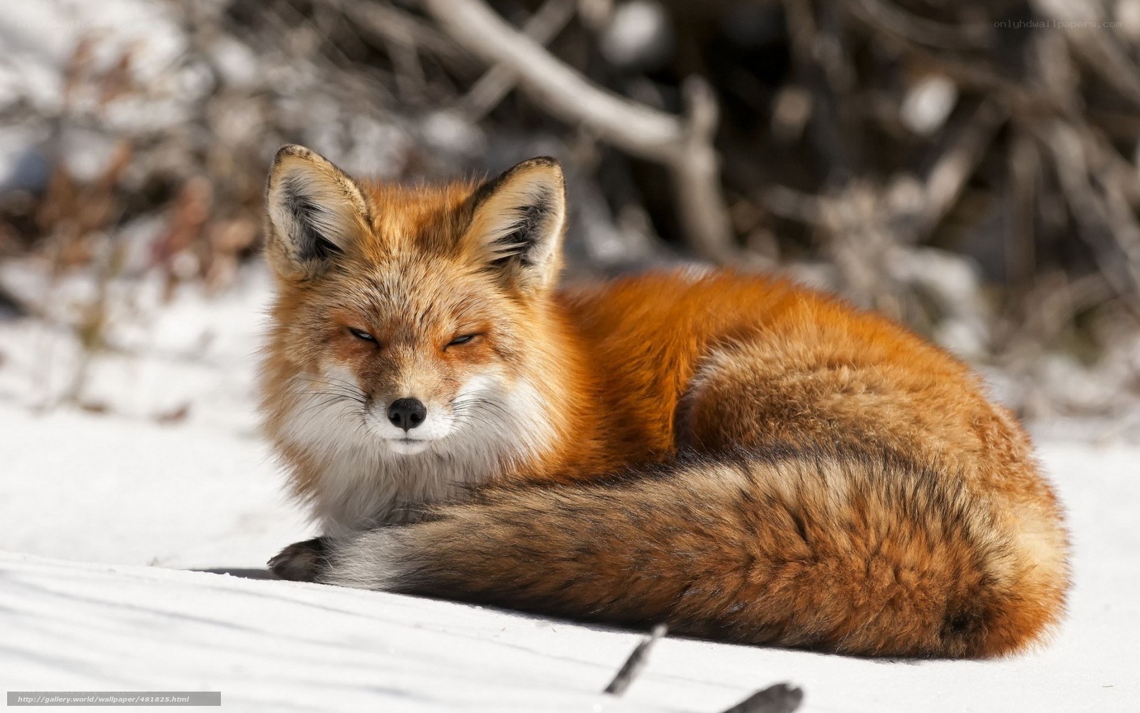 Red fox resting in snow