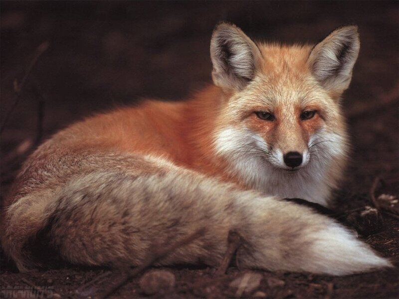 Red fox resting in the wild