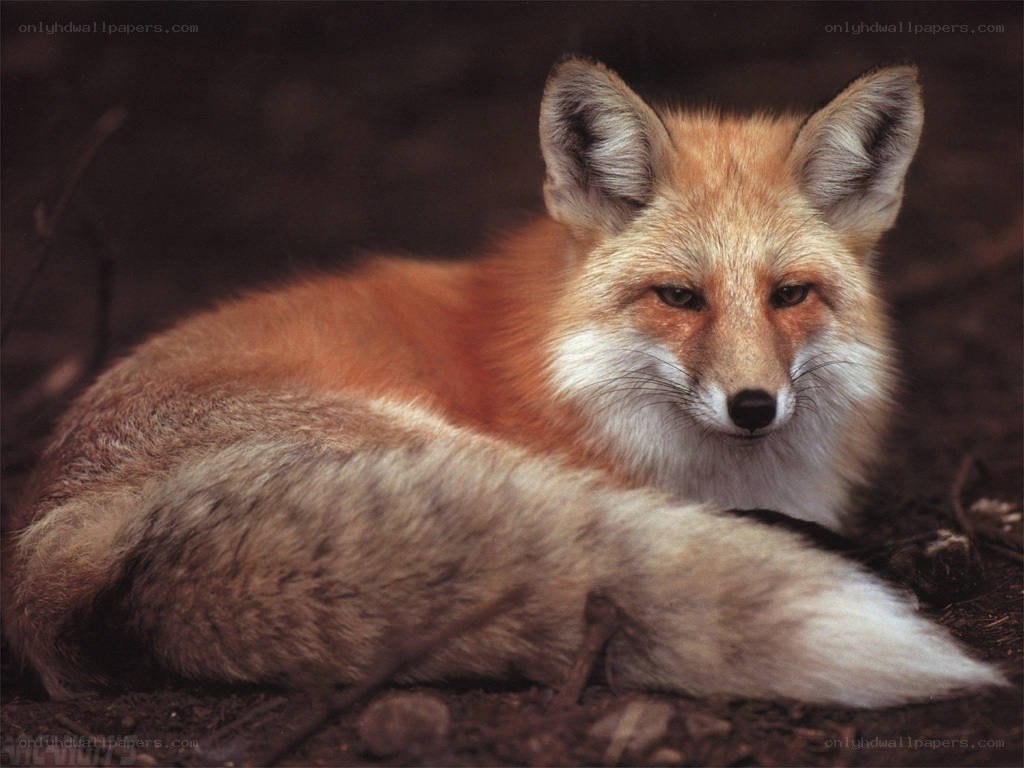 Red fox resting in the wild