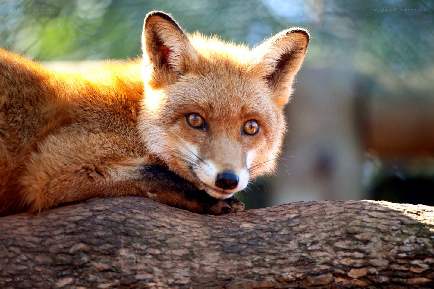 Red fox resting on a log