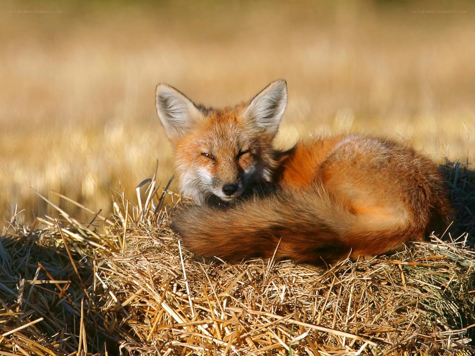 Red fox resting on hay