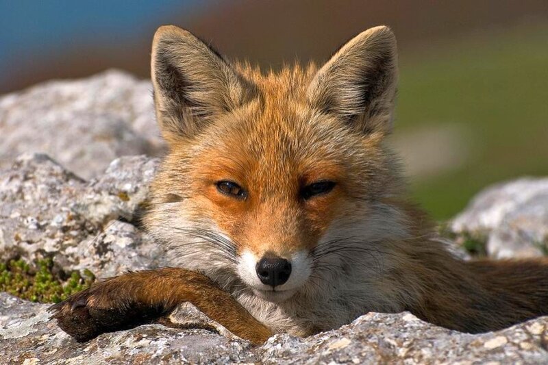 Red fox resting on rocks