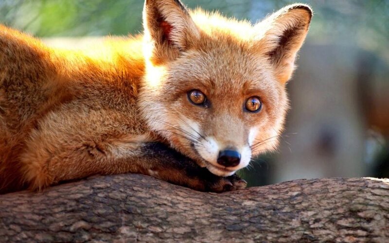 Red Fox Resting — Orange, Calm, Afternoon