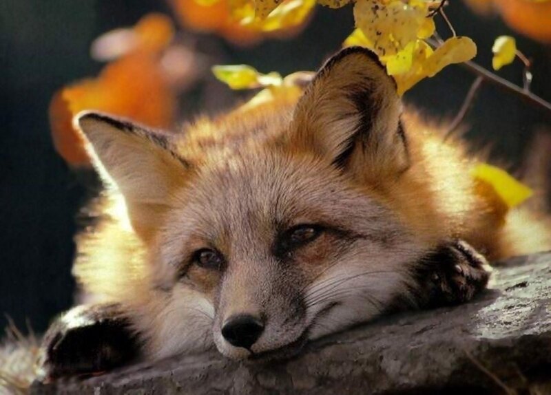 Red Fox Resting — Orange, Calm, Autumn, Photograph, Leaves