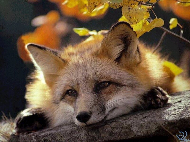 Red Fox Resting — Orange, Calm, Autumn