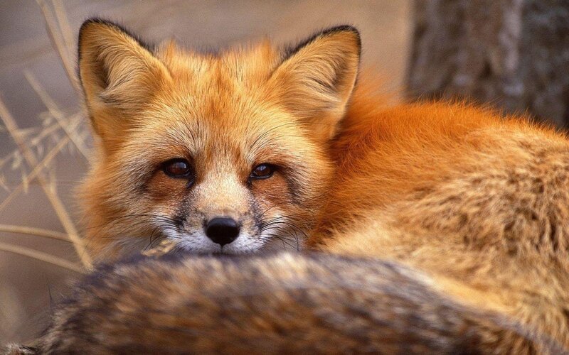 Red Fox Resting — Orange, Calm, Photograph, Grass