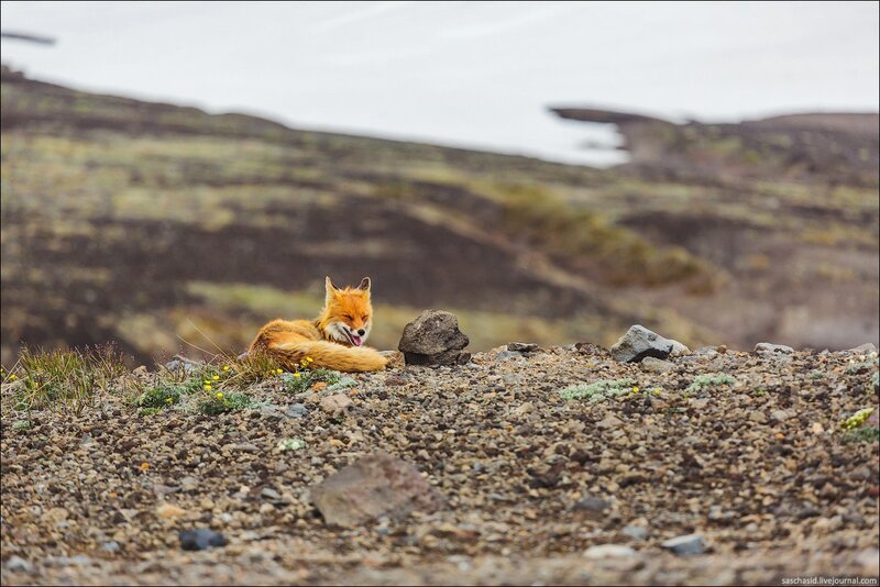 Red Fox Resting — Orange, Calm, Photograph, Rock