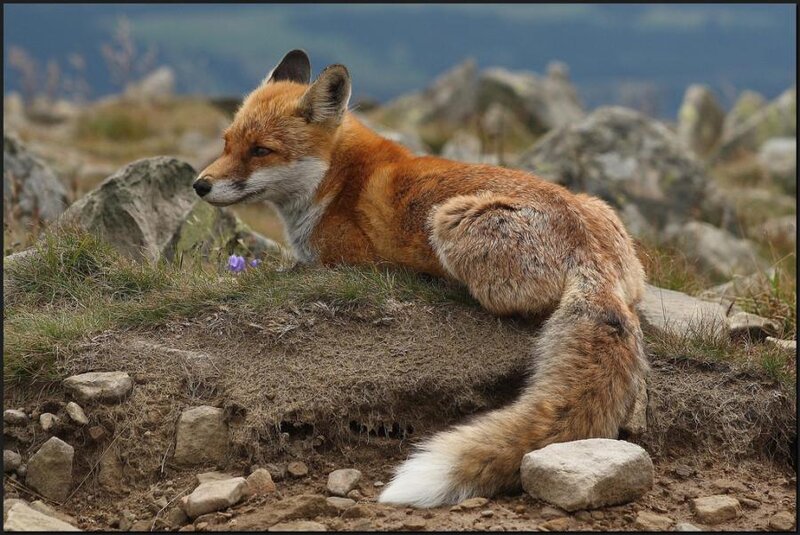 Red Fox Resting — Orange, Calm, Photograph