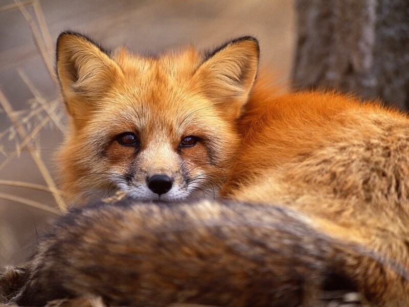 Red Fox Resting — Orange, Calm, Photograph, Tree Trunk