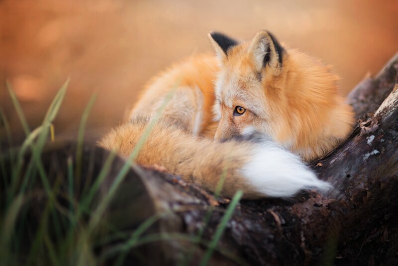 Red Fox Resting — Orange, Calm, Sunset, Photograph
