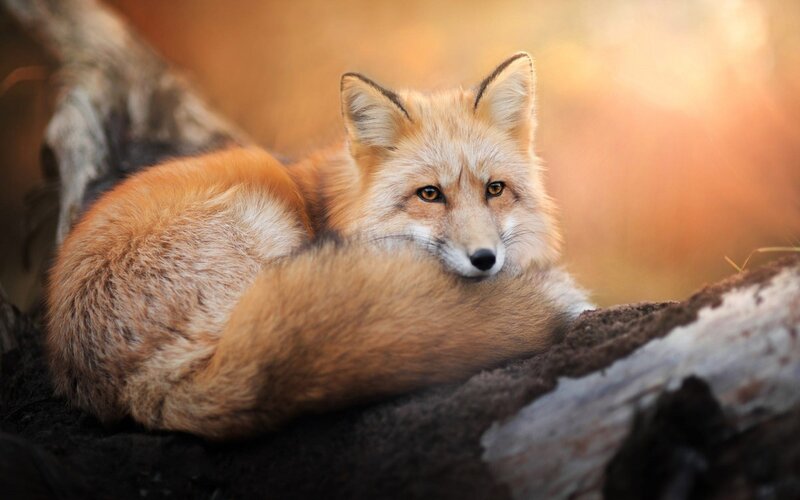 Red Fox Resting — Orange, Calm, Sunset