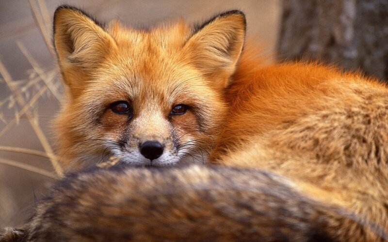 Red Fox Resting — Orange, Calm