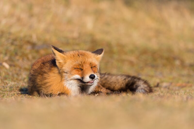 Red Fox Resting — Orange, Peaceful, Afternoon