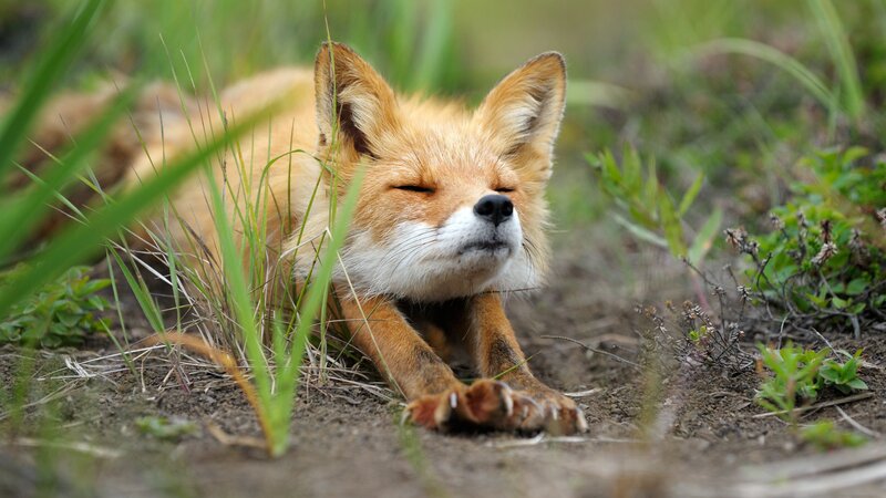 Red Fox Resting — Orange, Peaceful, Morning