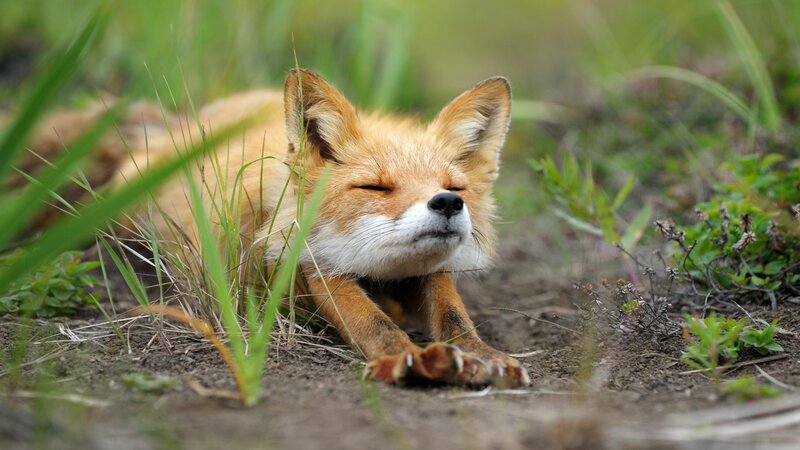 Red Fox Resting — Orange, Peaceful