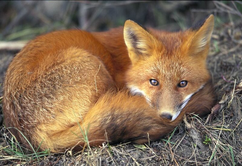 Red Fox Resting