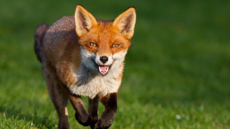 Red Fox Running — Green, Alert