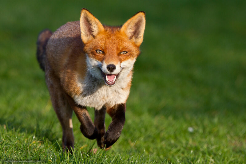 Red Fox Running — Green