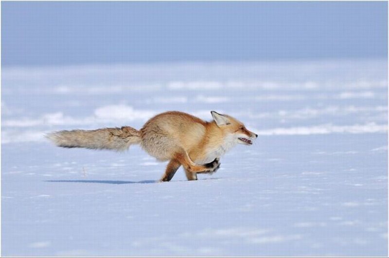 Red Fox Running