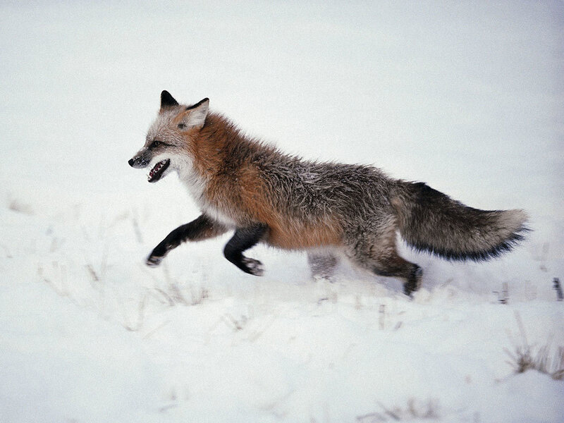 Red Fox Running — White