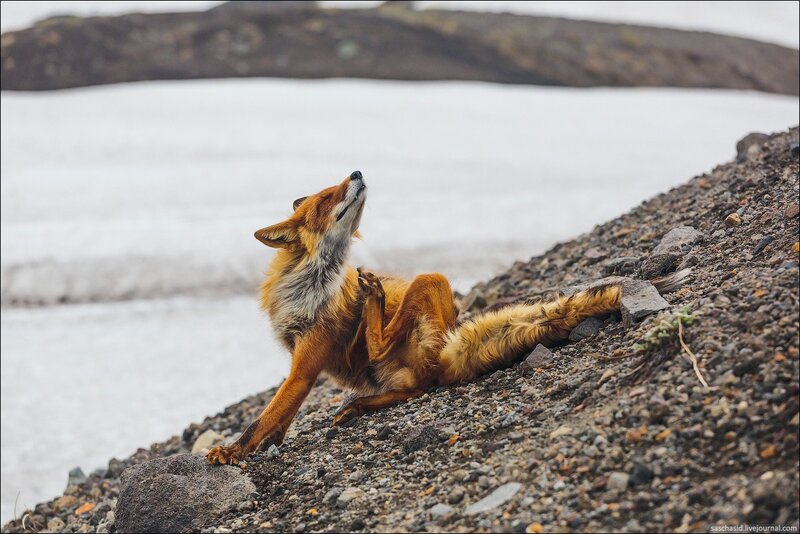 Red Fox Scratching