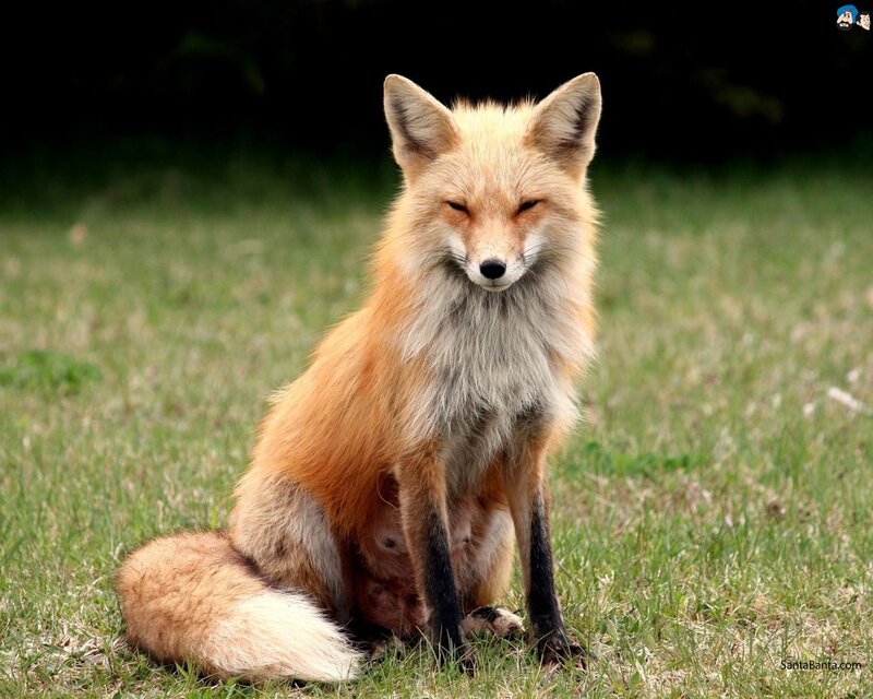 Red Fox Sitting — Orange, Calm, Afternoon, Photograph