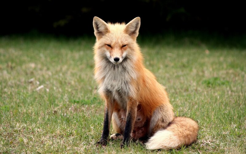 Red Fox Sitting — Orange, Calm